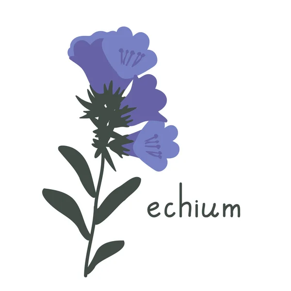 Echium Flower Simple Vector Illustration — Stock Vector