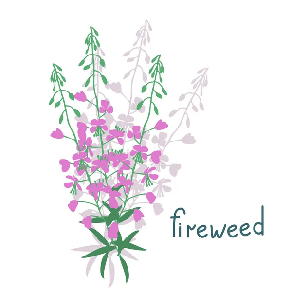 Fireweed Flor Simples Vetor Ilustração —  Vetores de Stock