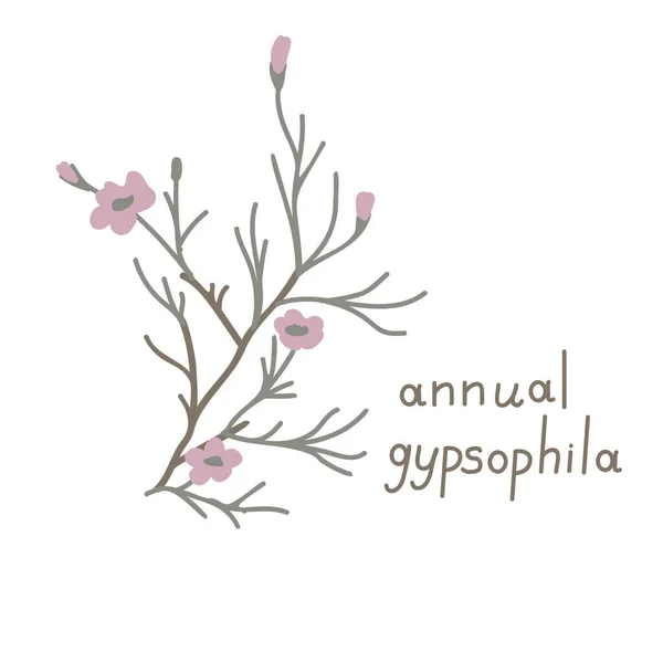 Annual Gypsophila Simple Vector Illustration — Stock Vector
