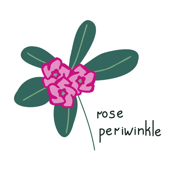 Троянда Опуклість Проста Векторні Ілюстрації — стоковий вектор