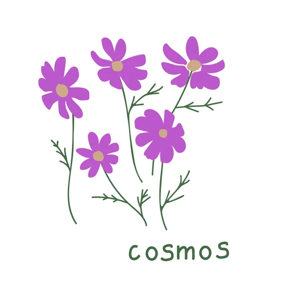 Cosmos Flor Simple Vector Ilustración — Archivo Imágenes Vectoriales