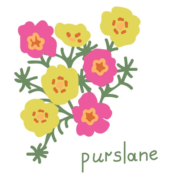 Purslane Blume Einfache Vektorillustration — Stockvektor