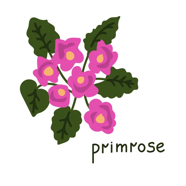Primrose Flor Simples Vetor Ilustração —  Vetores de Stock