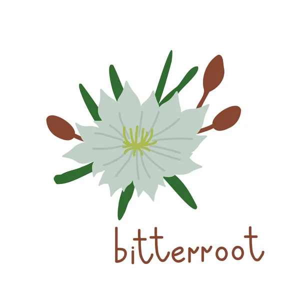 Bitterroot Vetor Flor Ilustração Isolada — Vetor de Stock