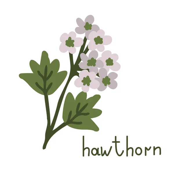 Hawthorn Vector Flower Isolated Illustration — Stock Vector