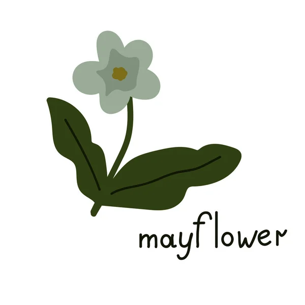 Mayflower Vector Flower Isolated Illustration — Stock Vector