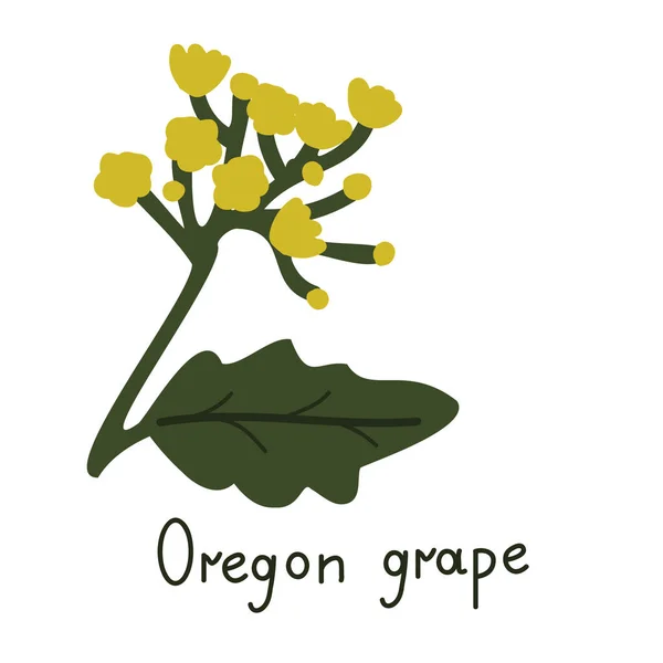 Oregon Druif Vector Bloem Geïsoleerde Illustratie — Stockvector