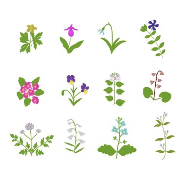 Ilımlı orman çiçekleri.