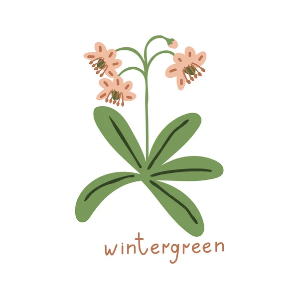 ウィンターグリーンシンプルな孤立ベクトル花 — ストックベクタ