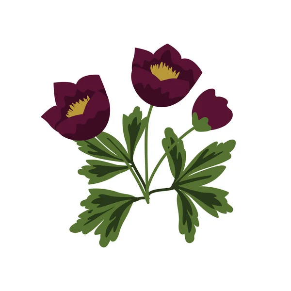 Hellebore Vector Ilustración Aislada Simple — Vector de stock