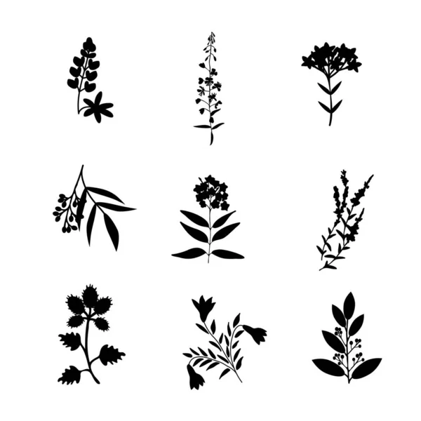 Ізольовані Векторні Рослини Ботанічна Колекція Ліцензійні Стокові Ілюстрації