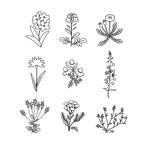 Изолированные Векторные Растения — стоковый вектор