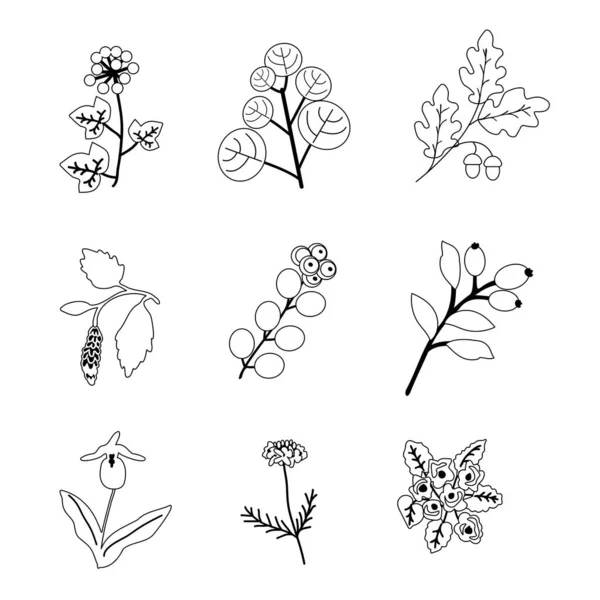 Geïsoleerde Vectorplanten Botanische Verzameling — Stockvector