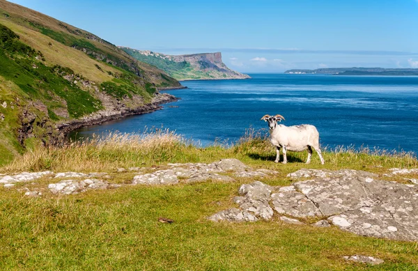Schafe und Klippen. Essenz des nördlichen Irlands — Stockfoto