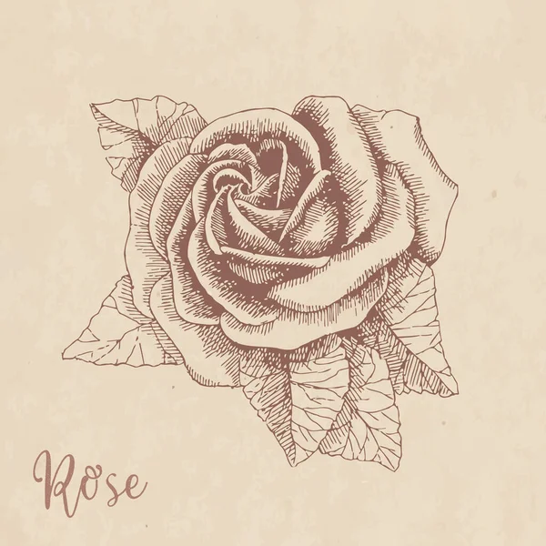 Ručně kreslená růže na papír Kraft v retro stylu — Stockový vektor