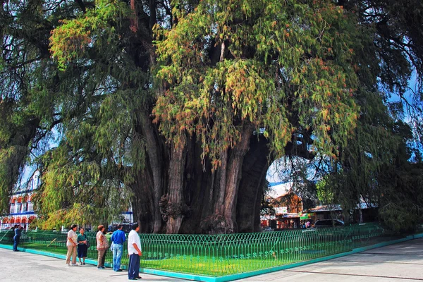 L'albero di Tule — Foto Stock