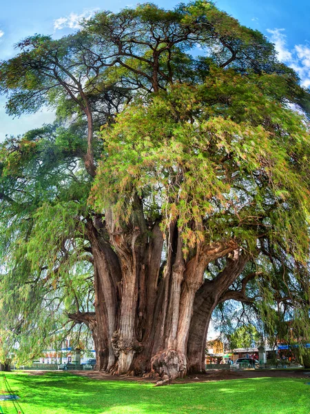 蒙特苏马松柏树的图尔，墨西哥 — 图库照片
