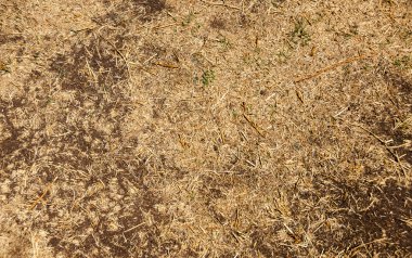 Doğal arka plan - kuru ot arazi