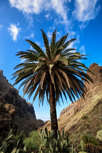 Hermoso paisaje de Tenerife - Valle de Masca —  Fotos de Stock