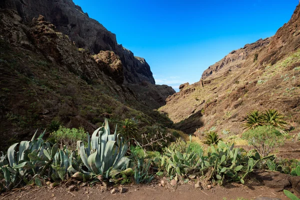 Hermoso paisaje de Tenerife - Valle de Masca —  Fotos de Stock