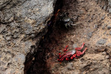 Masca sahilde güzel Tenerife Yengeç