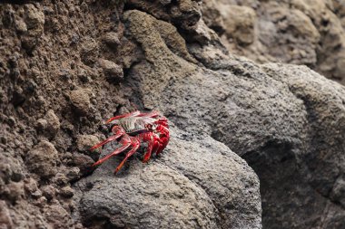 Masca sahilde güzel Tenerife Yengeç