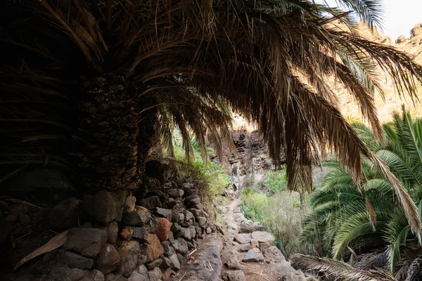 Hermoso paisaje de Tenerife - Valle de Masca —  Fotos de Stock