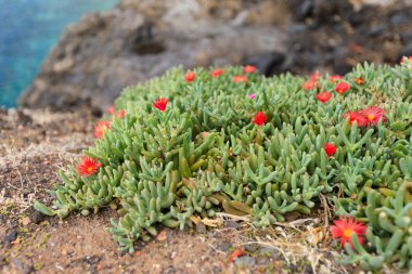 Güzel Tenerife flora - kırmızı çiçekler