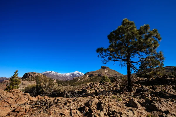 Güzel Tenerife volkan - El Teide — Stok fotoğraf