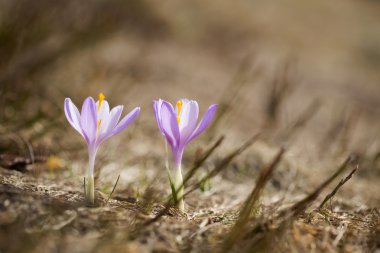 Beskidy mountains güzel bitkisi çiçeği.