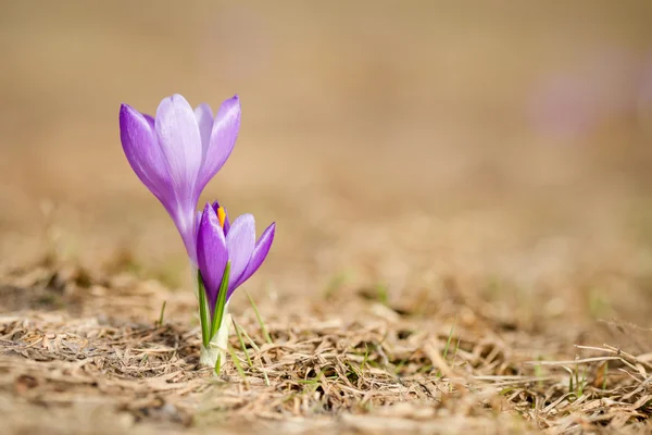 Vackra crocus blommor i Beskiderna — Stockfoto