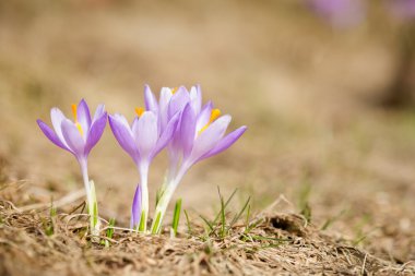 Beskidy mountains güzel bitkisi çiçeği.