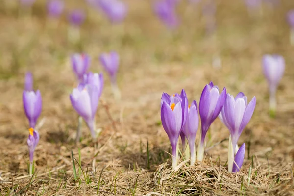 Beskidy mountains güzel bitkisi çiçeği.
