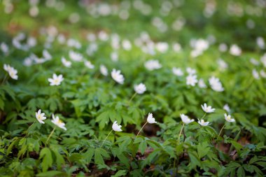 Güzel anemon çiçekleri closeup