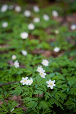 Güzel anemon çiçekleri closeup
