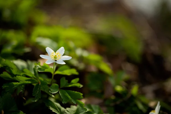 Närbild av vackra anemonen blommor — Stockfoto