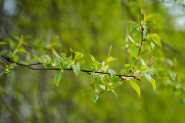 Tatlı güzel bahar ayrıntı