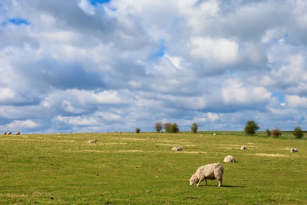 Schapen in de buurt van Stonehenge-landschap Engeland — Stockfoto