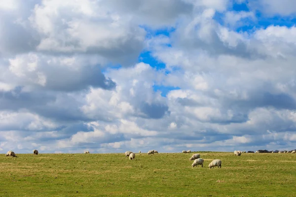 Schapen in de buurt van Stonehenge-landschap Engeland — Stockfoto