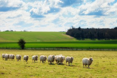 İngiltere Stonehenge yakınlarında koyun manzara