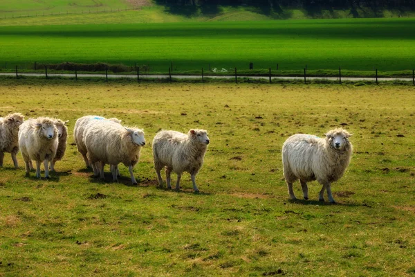 Ovelhas perto de Stonehenge paisagem Inglaterra — Fotografia de Stock
