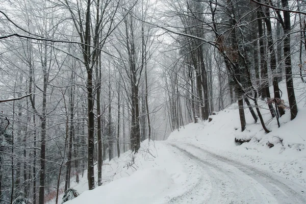 Winter woods panorama in Beskidy — Stock Photo, Image