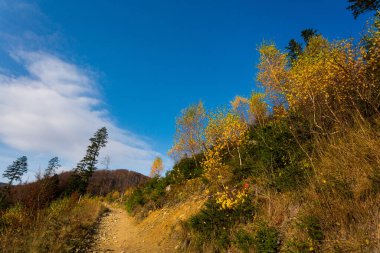 Polonya 'daki Beskidy dağlarındaki WIelka Racza yolunda sonbahar manzarası fotoğrafı..