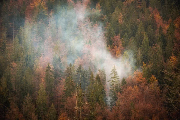 Automne Brouillard Paysage Photo Bois Avec Une Fumée Dans Les — Photo