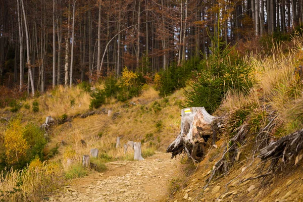 Autunno Paesaggio Foto Boschi Polacco Beskidy Montagne Sul Sentiero Wielka — Foto Stock