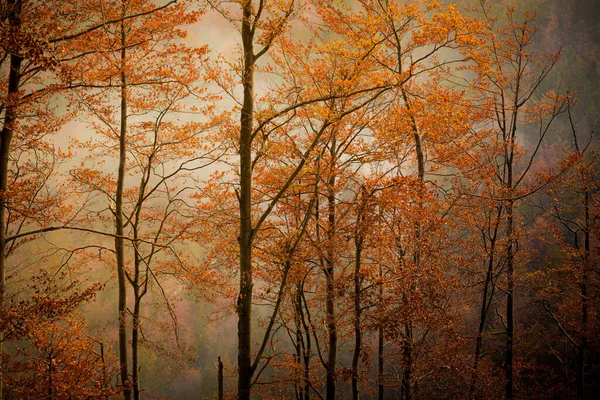 Outono Nevoeiro Paisagem Foto Bosques Com Uma Fumaça Polonês Montanhas — Fotografia de Stock