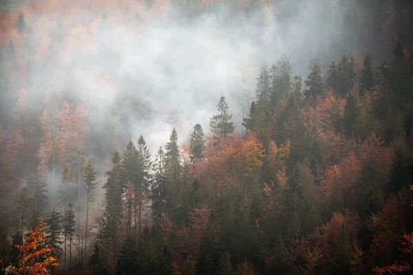 秋天雾蒙蒙的森林风景照片 烟雾弥漫在光滑的别斯基底山中 在通往Wielka Racza的路上 — 图库照片