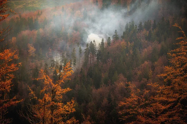 Automne Brouillard Paysage Photo Bois Avec Une Fumée Dans Les — Photo