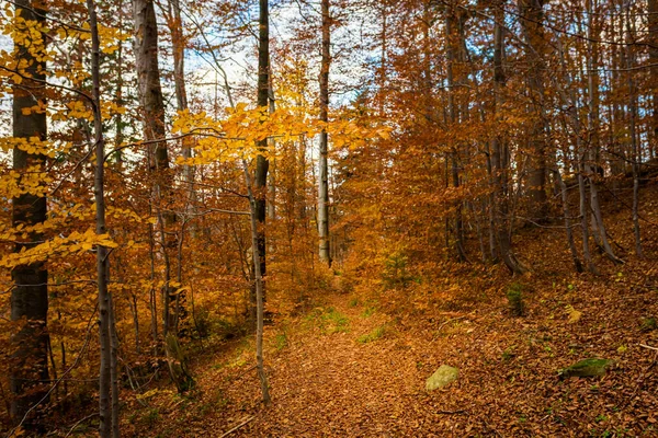 Осінній Ландшафтний Знімок Лісів Польських Горах Бескіді Зберігаючи Срубіту Шляху — стокове фото