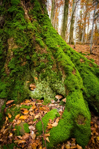 Polonya Beskidy Dağlarındaki Orman Mantarlarının Sonbahar Fotoğrafı Wielka Racza Yolunda — Stok fotoğraf